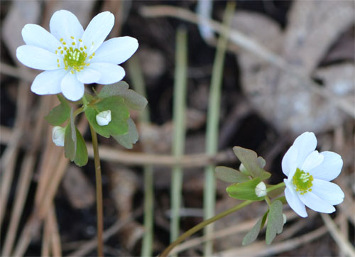 I had only a few plants 3 years ago. With some 10+ plants visible this year, rue anemone is slowly but surely establishing itself in the woodland garden