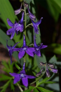 Delphinium tricorne displaying its velvety blue flowers April 28 2013