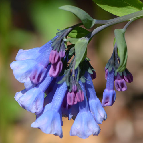 Virginia bluebells bring the best spring blue ever. (April 28 2013)