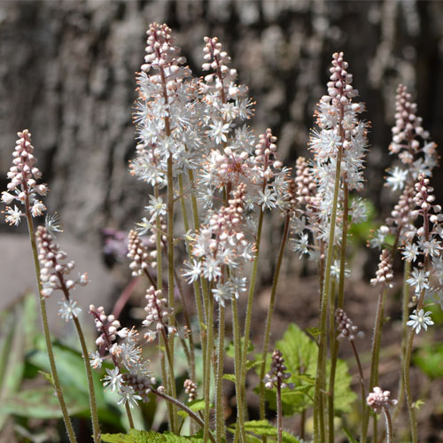 Foamflower (Tiarella cordifolia) in full bloom April 28 2013