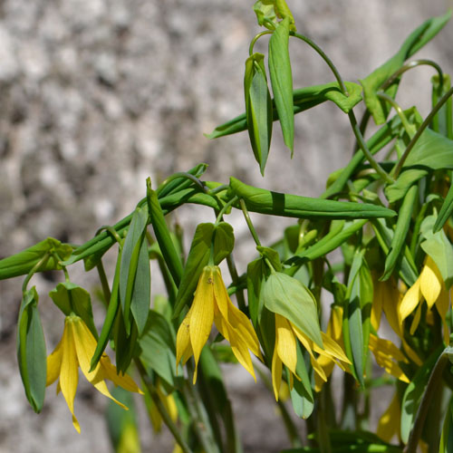 The large bellwort is simply spectacular against a still barren woodland.  The leaves remain as a beautiful groundcover long after the flowers are gone