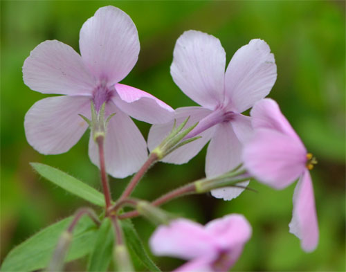 creeping phlox