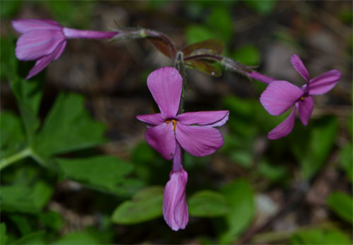 creeping phlox