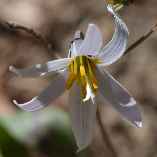 The white trout lily is barely a few inches tall, but it makes up for size with this beautiful display