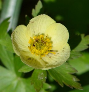 American globeflower April 28, 2013