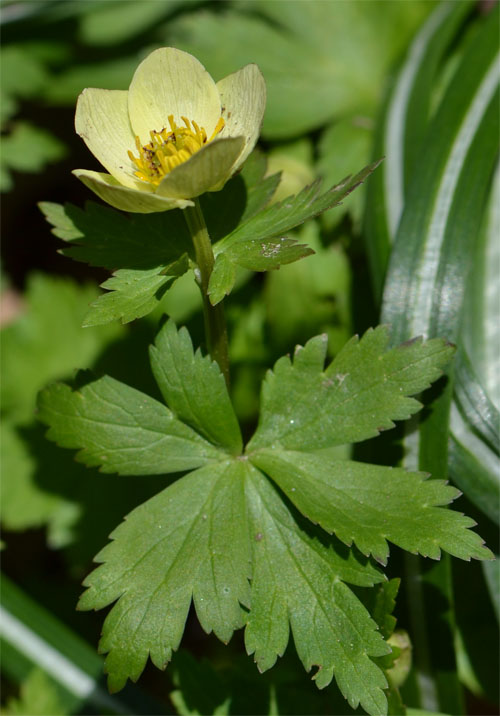 Trollius americanus April 28 2013