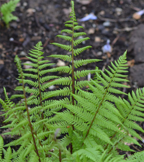 northern lady fern May 2013