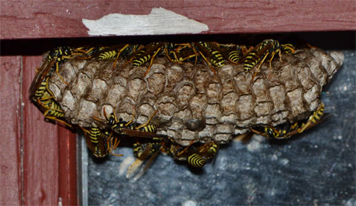 wasps_returned