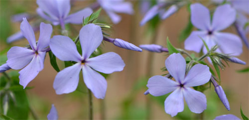 woodland phlox