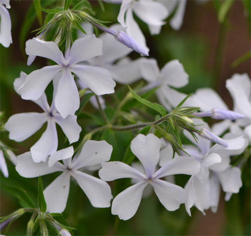 Woodland phlox