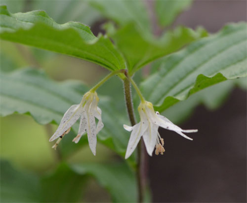 Nodding mandarin flowers