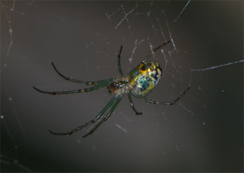 Orb weaver (likely Basilica orbweaver) on its web, June 9 2013