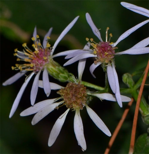 bigleafflowerdetail