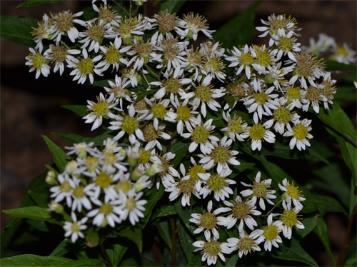 flat topped aster September 23 2013