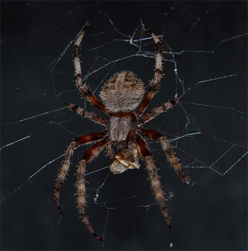 Neoscona crucifera enjoying a meal. September 2013