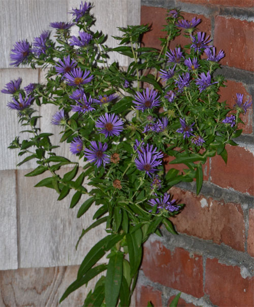 Staking was not required as the plant could lean against the chimney - September 23 2013