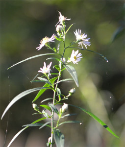 In the shade the plant is tall and flowers are sparse