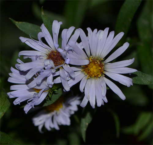 new york aster flowers up close and personal - September 23 2013