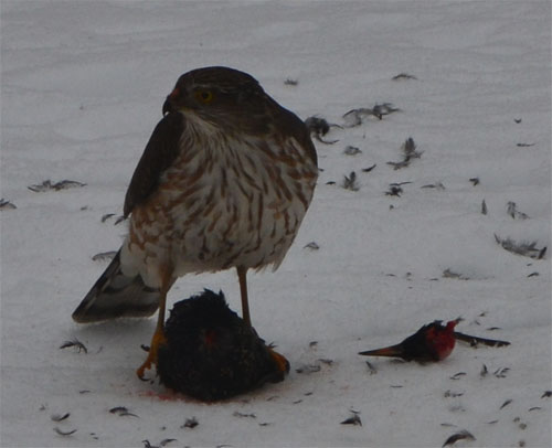 The head of the starling was quickly removed (presumably after eating the good bits)