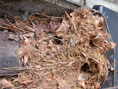 Carolina wrens build an immense nest. They are quite industrious little birds.