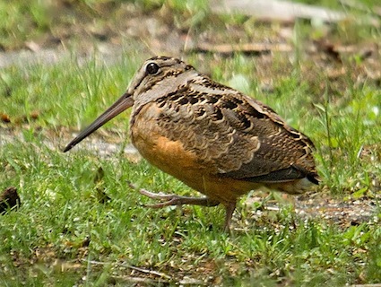 Picture by Laura Meyers, as displayed on Cornell Lab of Ornithology All About Birds site. © Laura Meyers, NY, Jamaica Bay NWR, June 2011, http://www.flickr.com/photos/laurameyers/5855991189