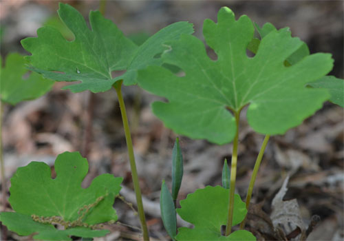 seed pods on bloodroot, JUne 1 2014