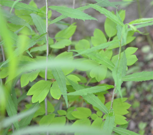 Blue cohosh June 1, 2014