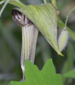 jack-in-the-pulpit June 1, 2014