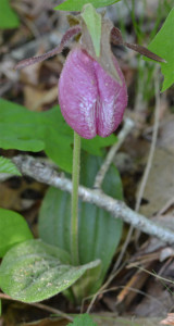 Pink lady slipper, June 1, 2014