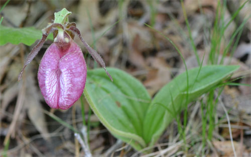 pinkladyslipper2