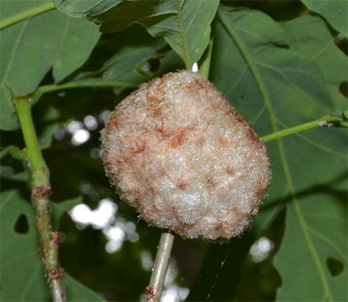 wool sower gall June 2014