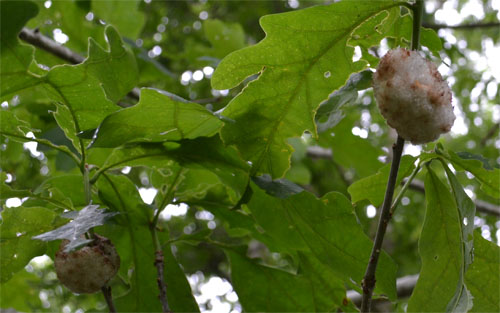 oak tree twigs with wool sower galls June 2014