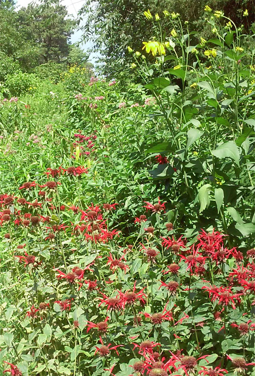 backyard shot June 2014