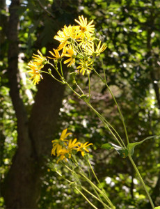 sawtooth sunflower August 25 1014