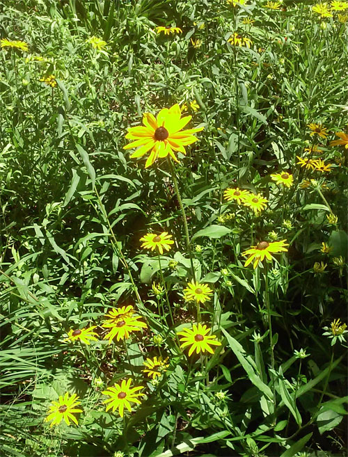 Black-eyed susan June 2014