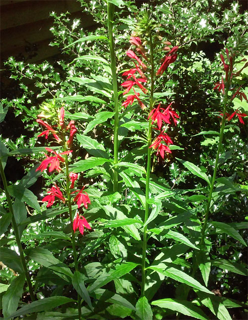 cardinalflower June 2014