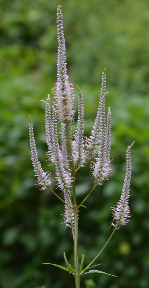 Veronicastrum virginicum July 27