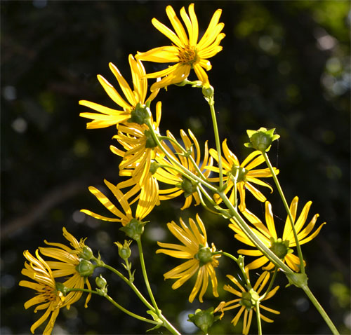 Helianthus grosseserratus August 25