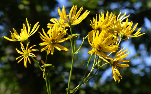 Sawtooth sunflower August 25