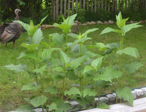 June 26: Sawtooth sunflower is about 2-3 feet high.  Compare to live size turkey and chick