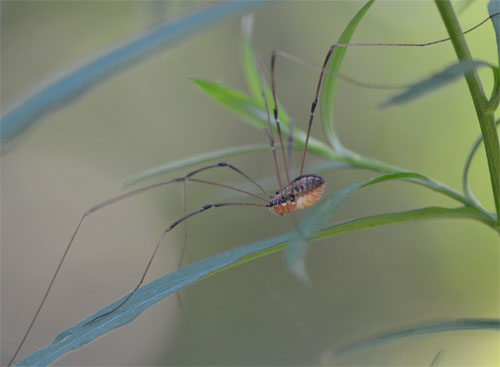 harvestman