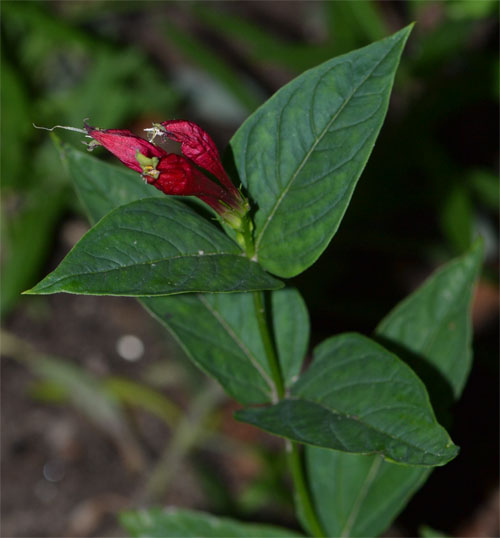 Spigelia marilandica July 7