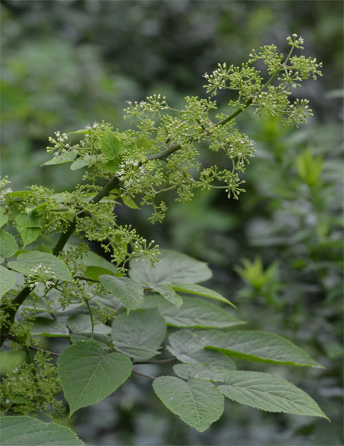 american spikenard June 2014