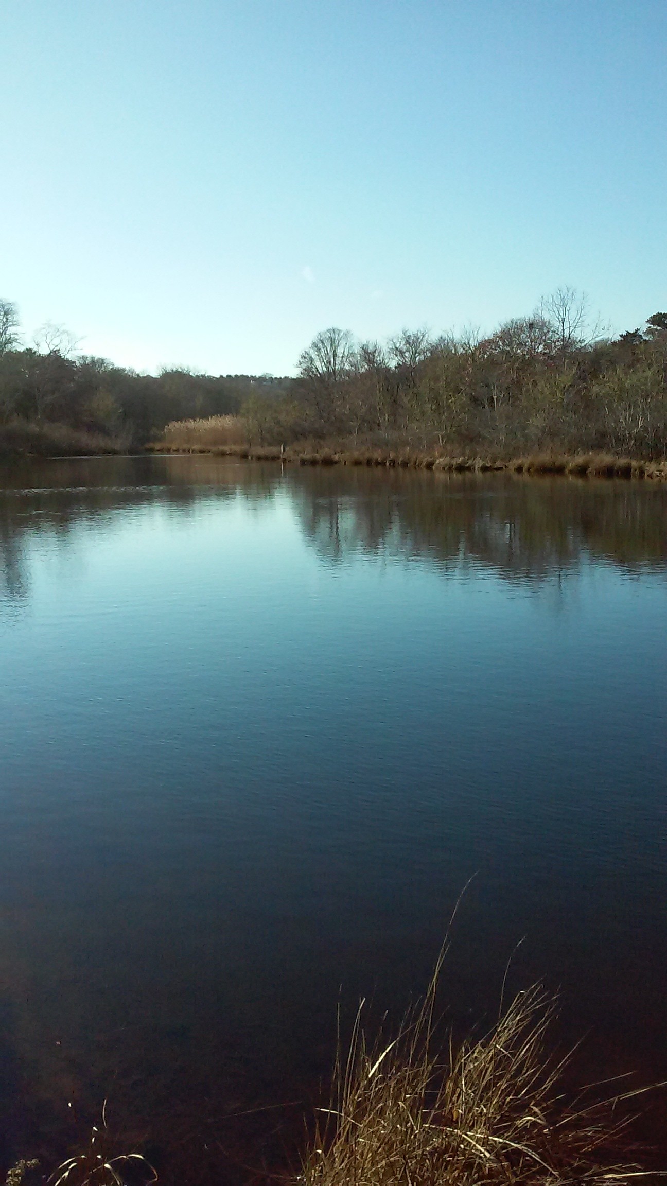 Frost Fish Creek Trail in Chatham « Native plants for a Cape Cod garden