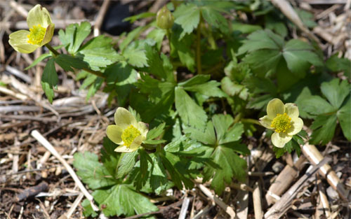 American globeflower was a close runner up this year.  I had cleared some overhead branches and the extra sunlight helped to make the plant a contender this time around