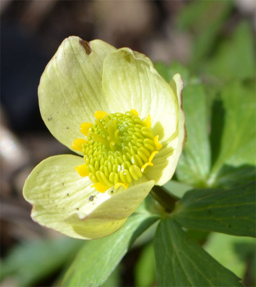 While the flowers are small, it is worthwhile to take a closer look at the intricate detail of the flower