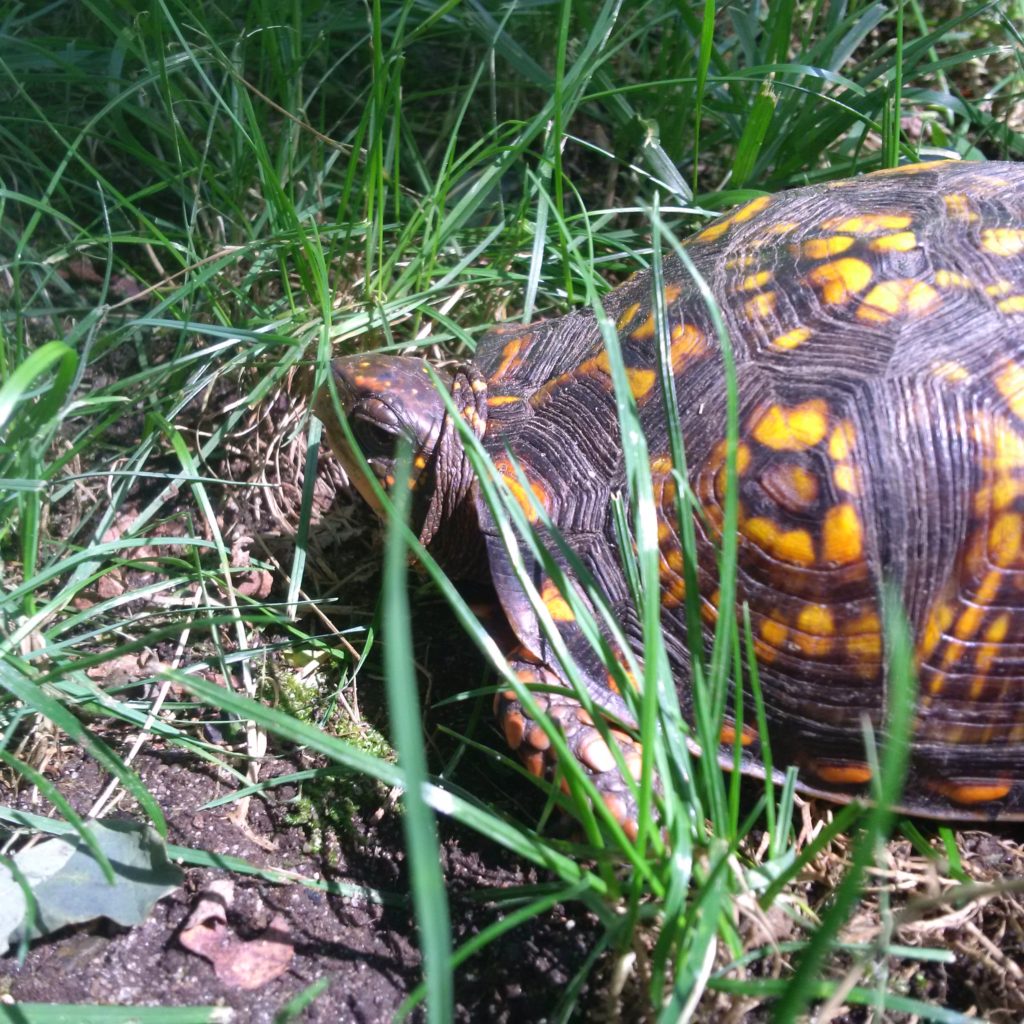 Box turtle