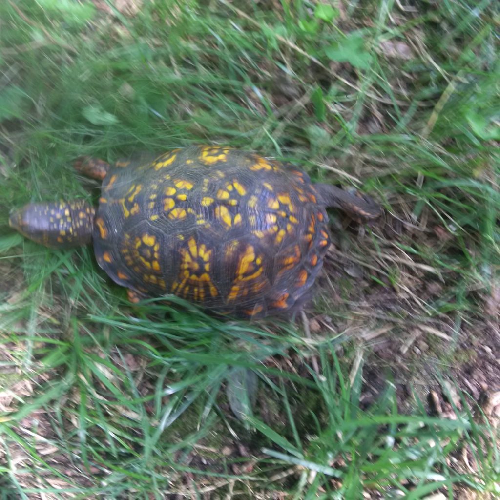 Box turtle from above