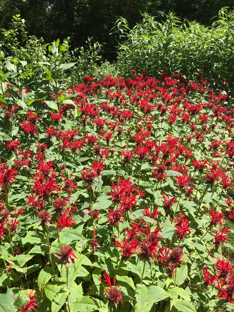 Native plants for a Cape Cod garden